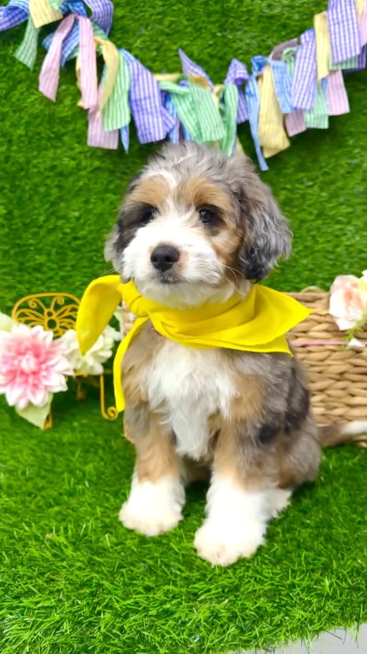 Male Aussie-Poo puppy named Spot for sale at Puppy Dreams Puyallup. video thumbnail