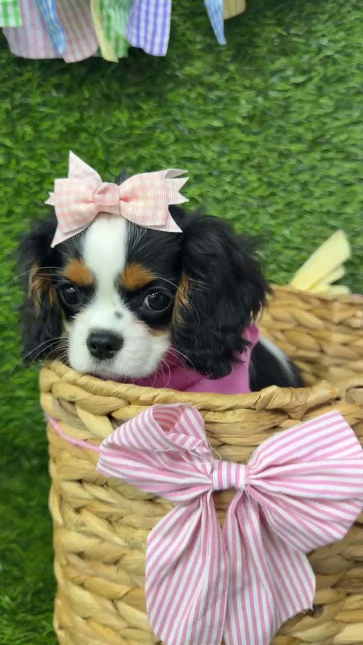 Female Cavalier King Charles Spaniel puppy named Ivy for sale at Puppy Dreams Puyallup. video thumbnail