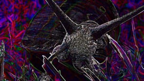 videoart