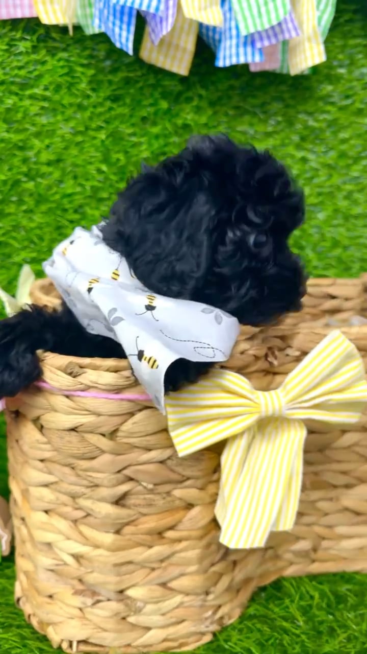 Male Cavapoo puppy named Bear for sale at Puppy Dreams Puyallup. video thumbnail