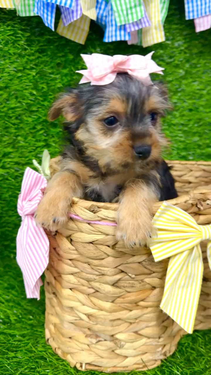 Female Yorkie-Chihuahua-Maltese Mix puppy named Pancakes for sale at Puppy Dreams Puyallup. video thumbnail