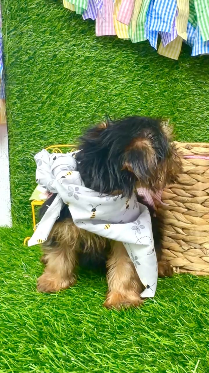 Male Morkie puppy named River for sale at Puppy Dreams Puyallup. video thumbnail