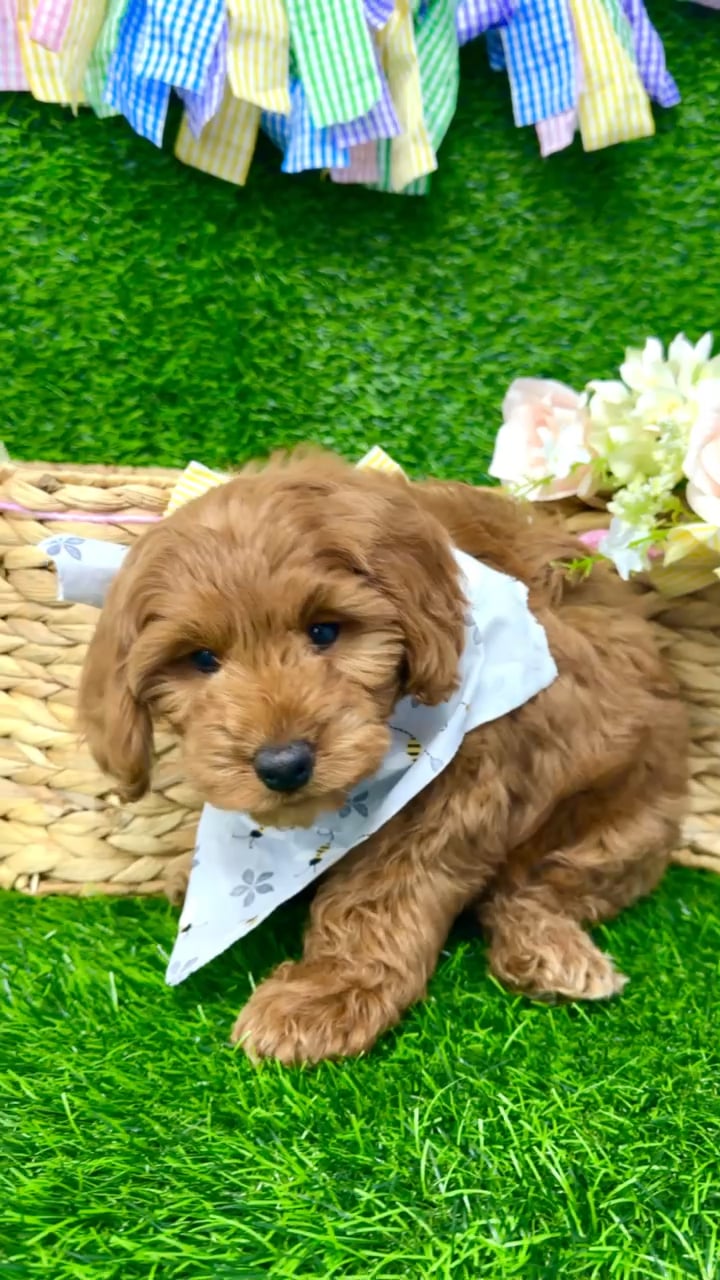 Male Cockapoo puppy named Copper for sale at Puppy Dreams Puyallup. video thumbnail