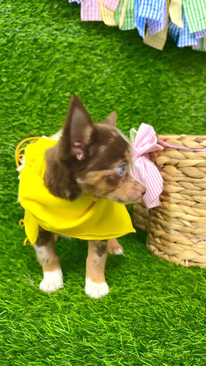 Male Chihuahua puppy named Patches for sale at Puppy Dreams Puyallup. video thumbnail