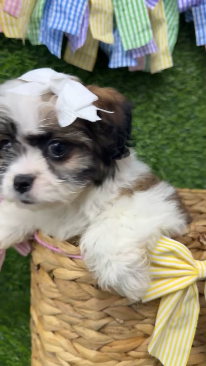 Female Teddy Bear puppy named Willow for sale at Puppy Dreams Puyallup. video thumbnail