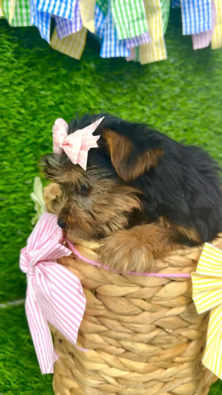 Female Morkie puppy named Maple for sale at Puppy Dreams Puyallup. video thumbnail