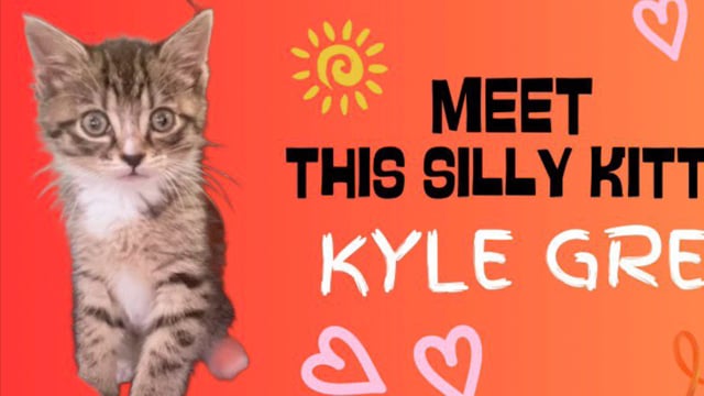 Enlarge Kyle Grey, a ADOPTABLE mixed breed in Hyattsville, MD video 2/6