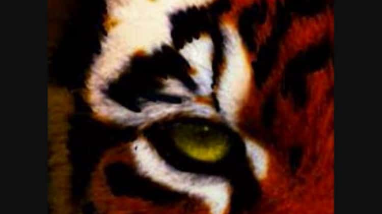 The Eye of the Tiger