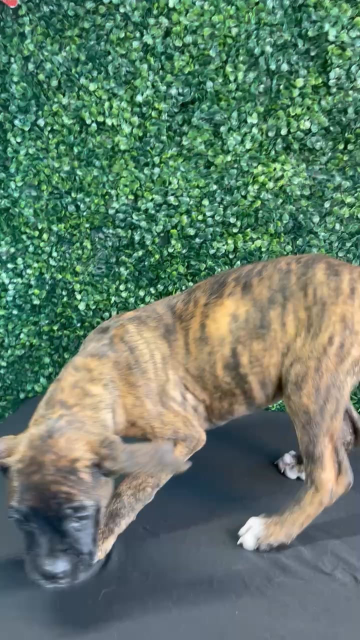 Female Boxer puppy named Gracie for sale at Puppy Dreams - West Little Rock. video thumbnail