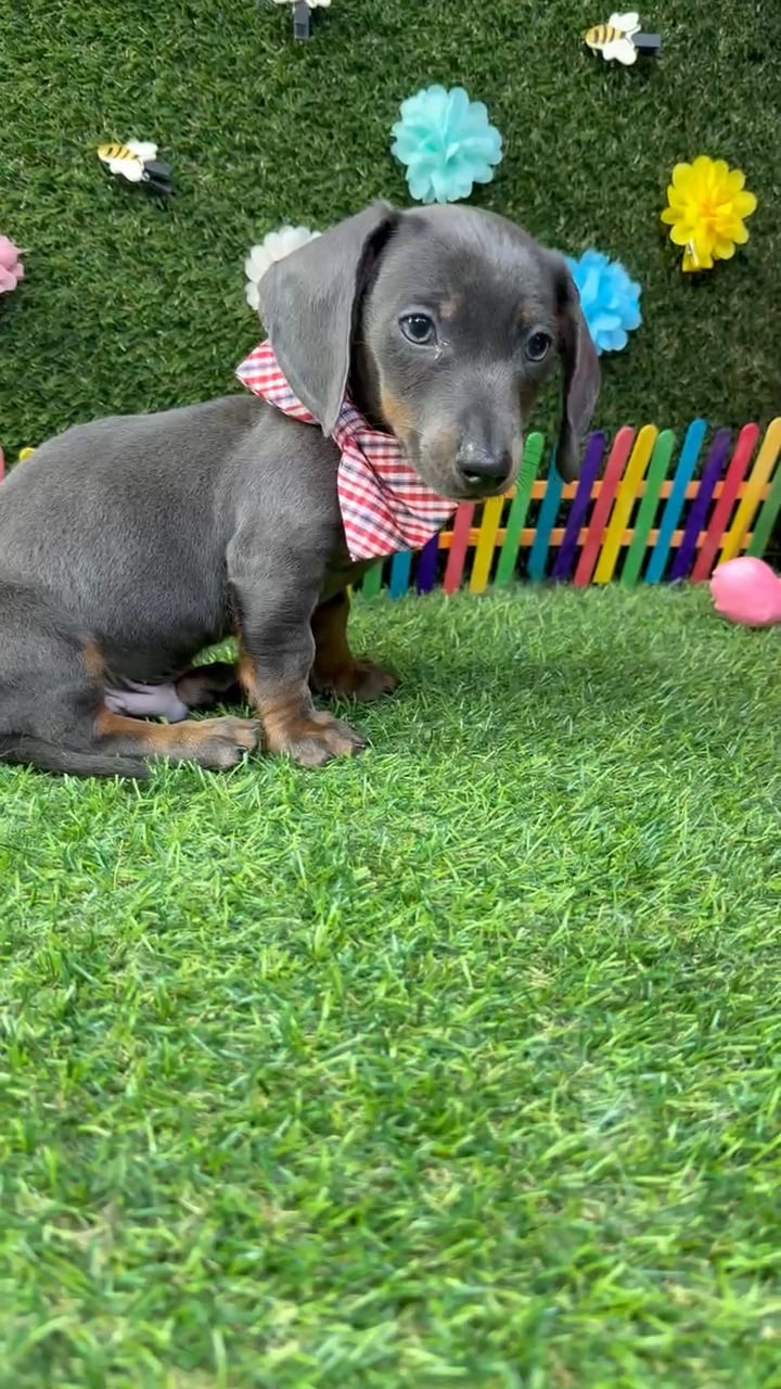 Male Dachshund puppy named Smokey for sale at Puppy Dreams - Carrollton. video thumbnail