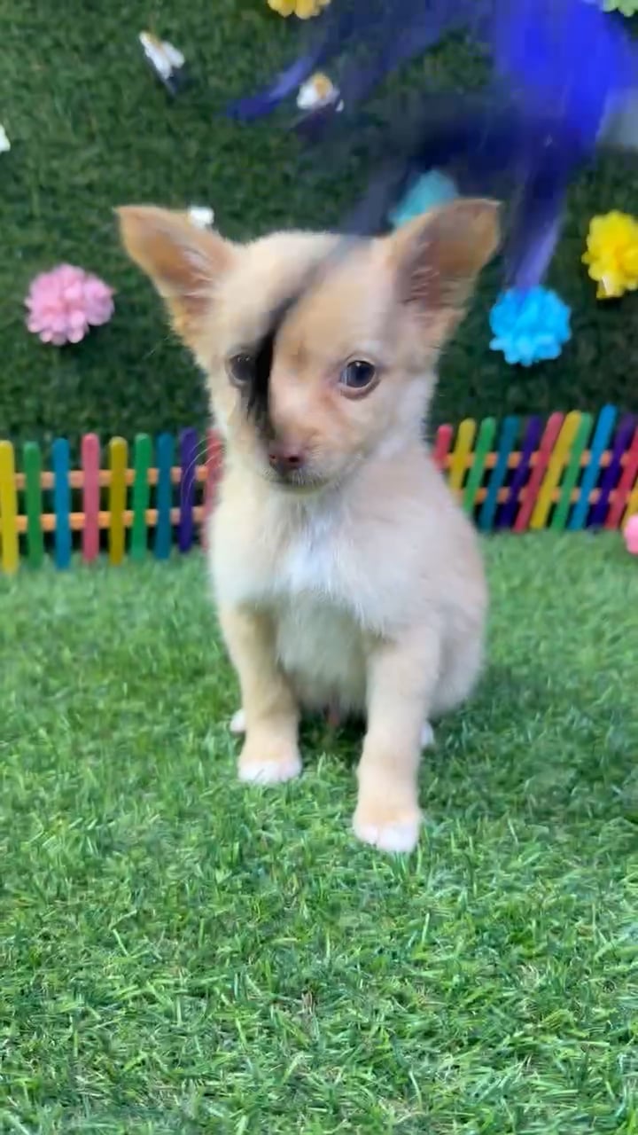 Male Chihuahua puppy named Louie for sale at Puppy Dreams - Carrollton. video thumbnail