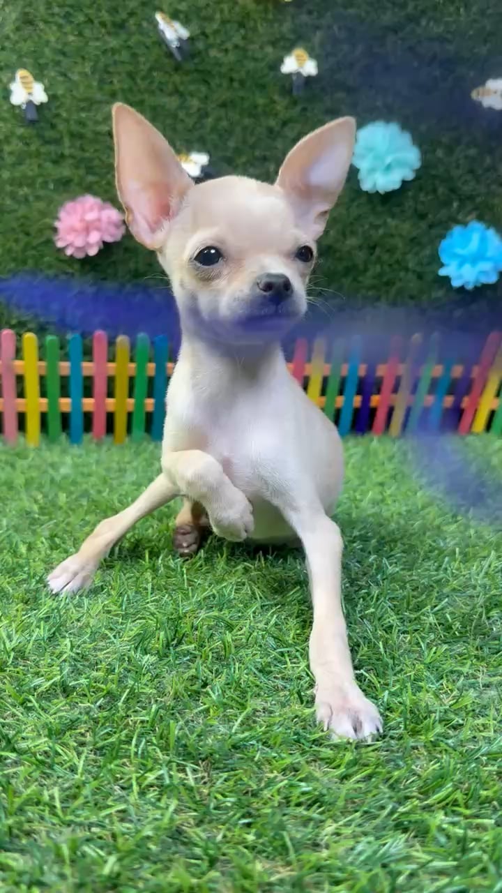Female Chihuahua puppy named Rosie for sale at Puppy Dreams - Carrollton. video thumbnail