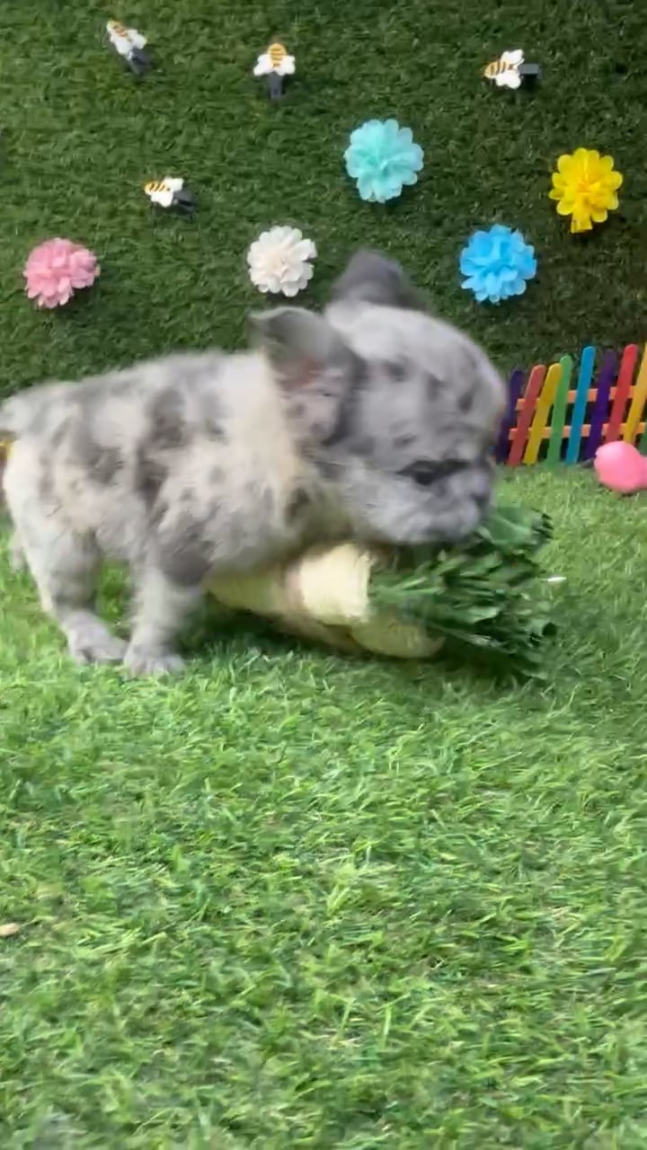 Male Fluffy French Bulldog puppy named Bear for sale at Puppy Dreams - Carrollton. video thumbnail