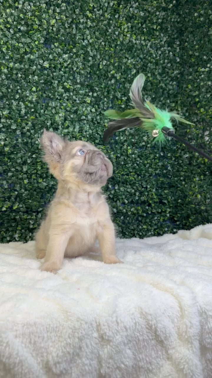 Male Fluffy French Bulldog puppy named Storm for sale at Puppy Dreams - Garland. video thumbnail