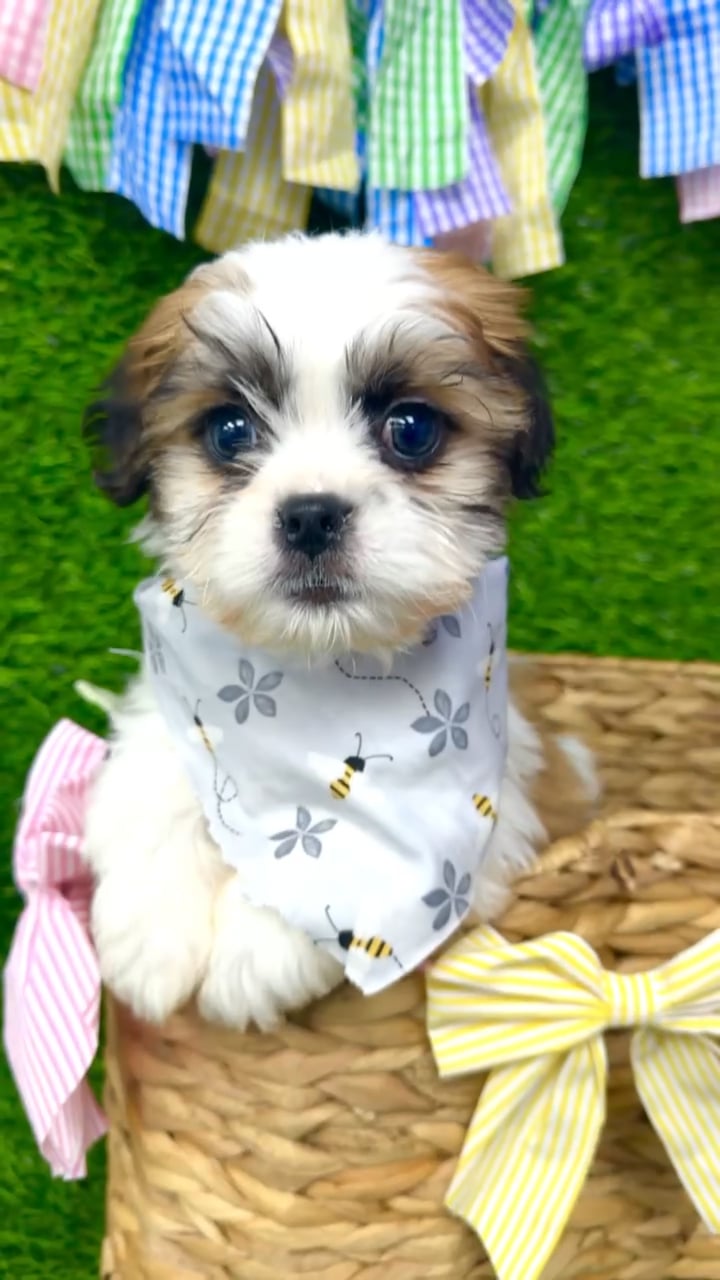 Male Teddy Bear puppy named Maverick for sale at Puppy Dreams Puyallup. video thumbnail