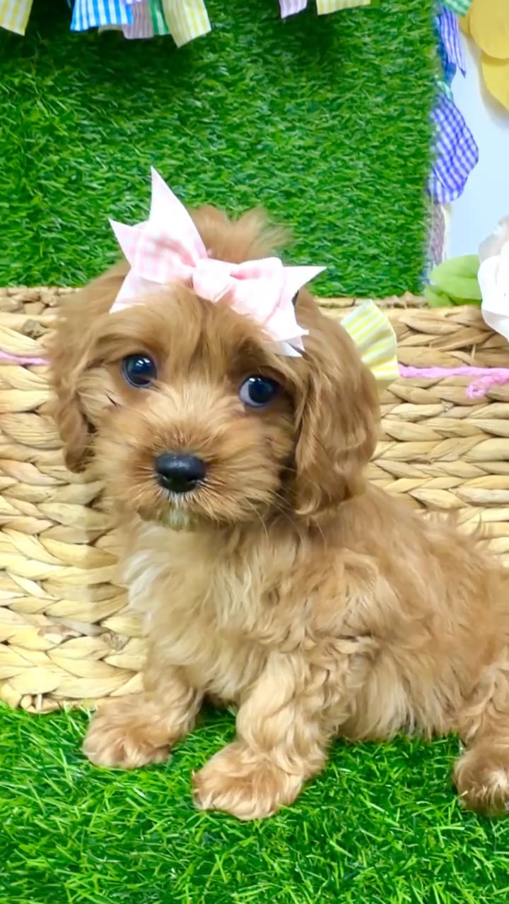 Female Cavapoo puppy named Autumn for sale at Puppy Dreams Puyallup. video thumbnail