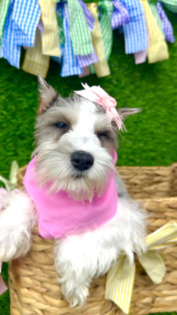 Female Mini Schnauzer puppy named Greta for sale at Puppy Dreams Puyallup. video thumbnail