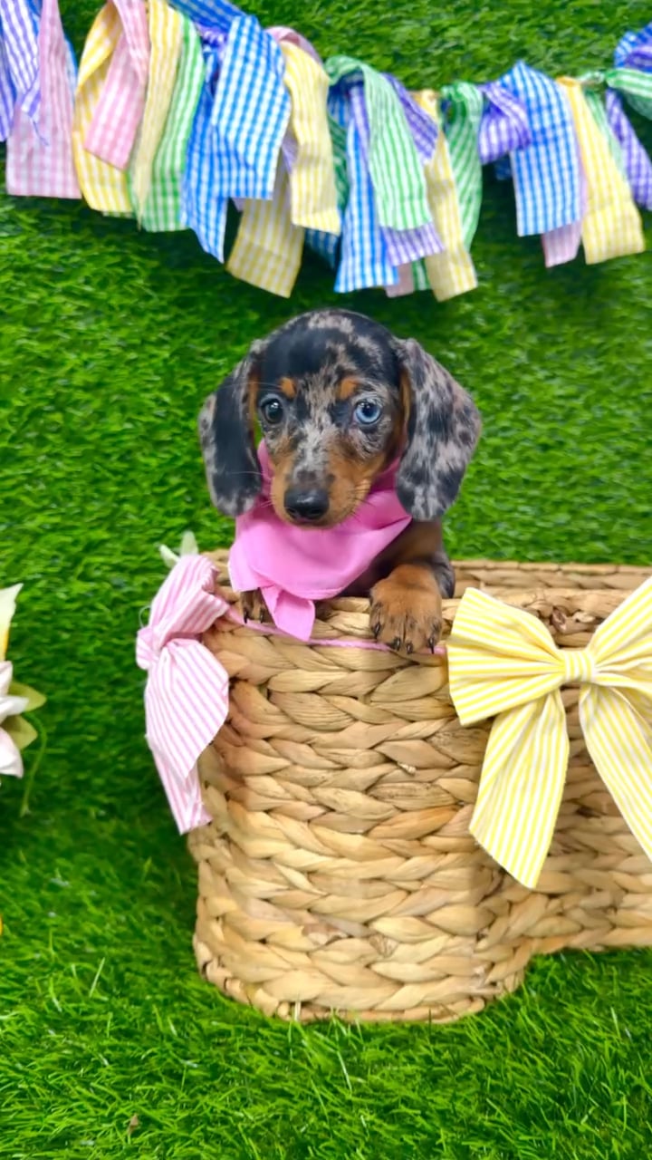 Female Dachshund puppy named Sarabi for sale at Puppy Dreams Puyallup. video thumbnail