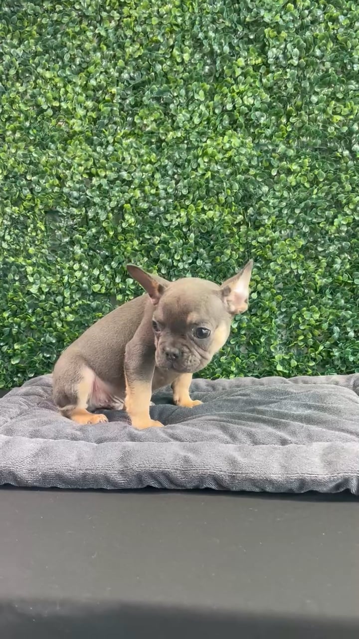 Male French Bulldog puppy named Marc for sale at Puppy Dreams - West Little Rock. video thumbnail