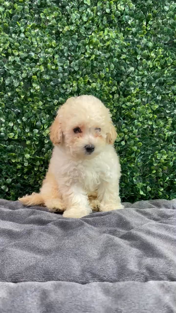 Male Maltipoo puppy named Dolce for sale at Puppy Dreams - West Little Rock. video thumbnail