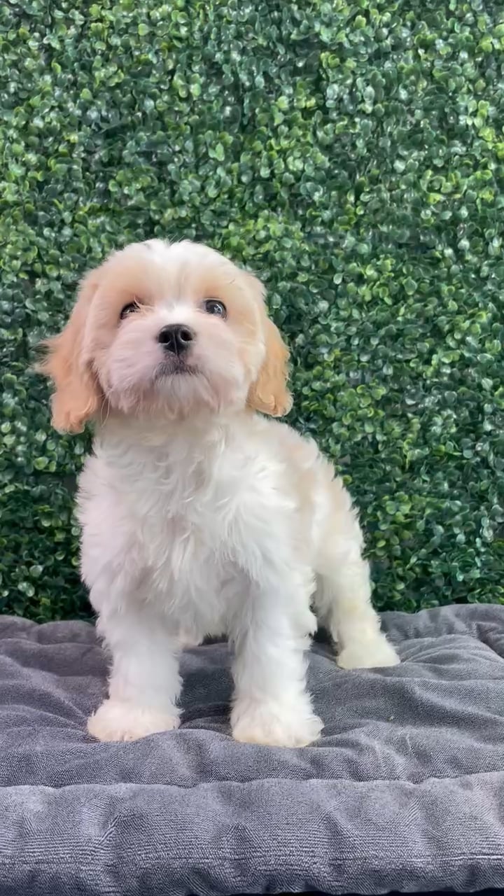 Female Cavachon puppy named Armani for sale at Puppy Dreams - West Little Rock. video thumbnail