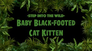 Wild Baby Black-footed Cat Kitten
