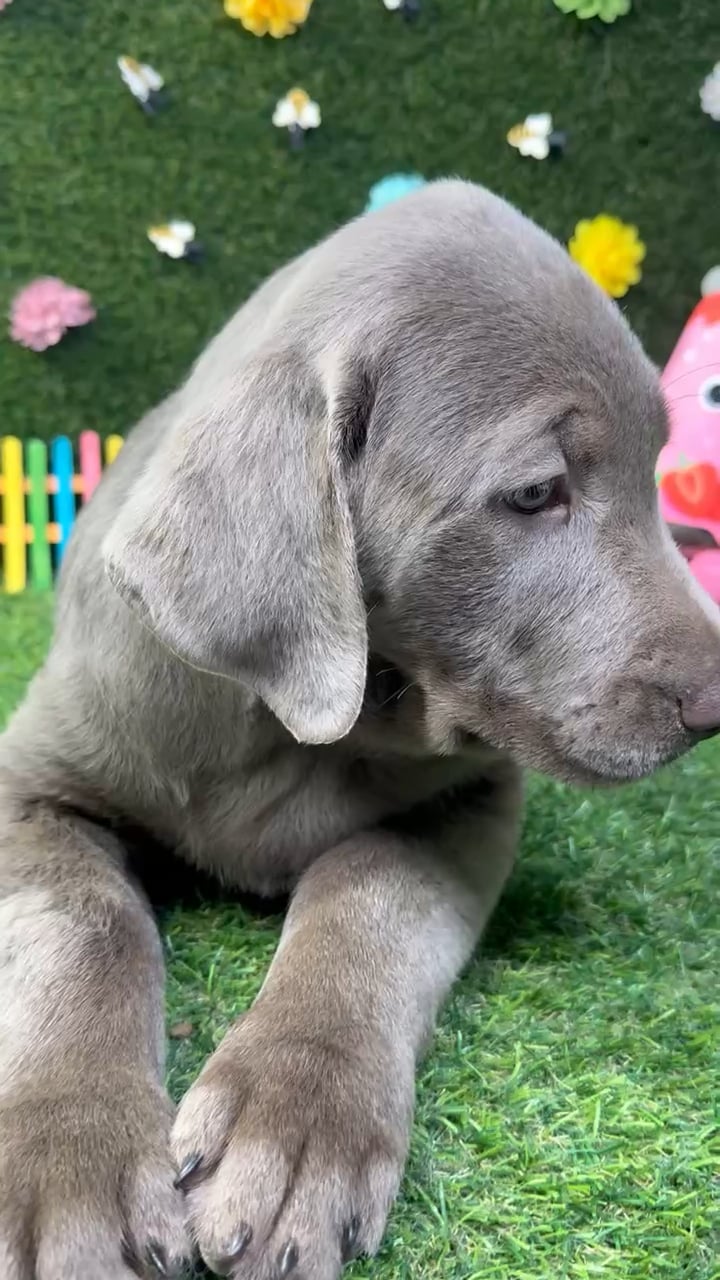 Female Labrador Retriever puppy named Daisy for sale at Puppy Dreams - Carrollton. video thumbnail
