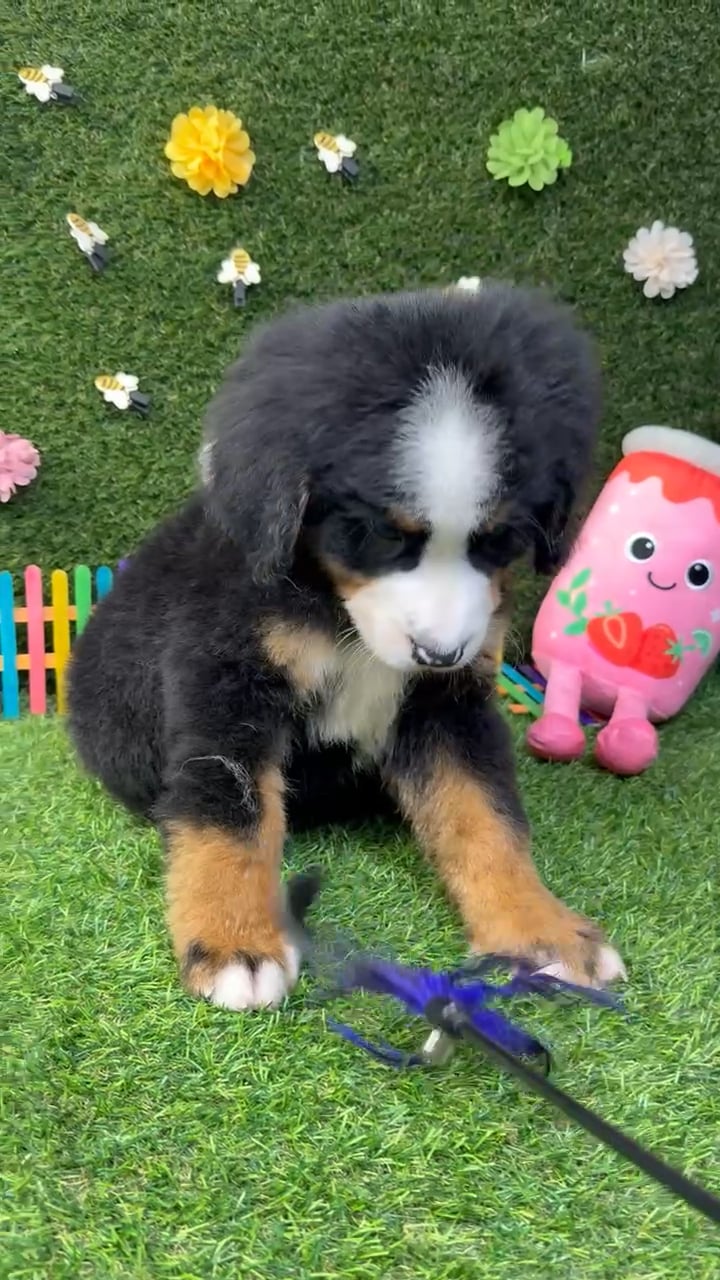 Male Bernese Mountain Dog puppy named Moose for sale at Puppy Dreams - Carrollton. video thumbnail