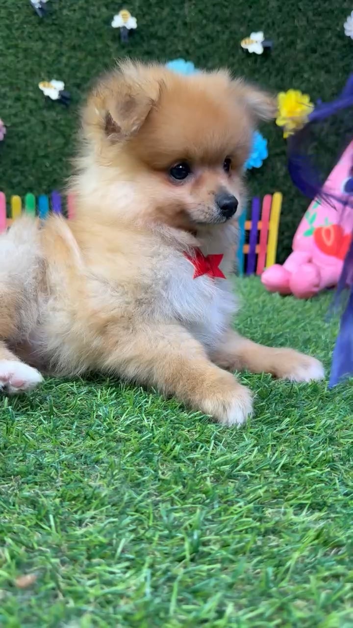 Male Pomeranian puppy named Ash for sale at Puppy Dreams - Carrollton. video thumbnail