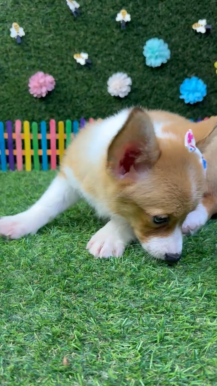 Female Pembroke Welsh Corgi puppy named Zoey for sale at Puppy Dreams - Carrollton. video thumbnail