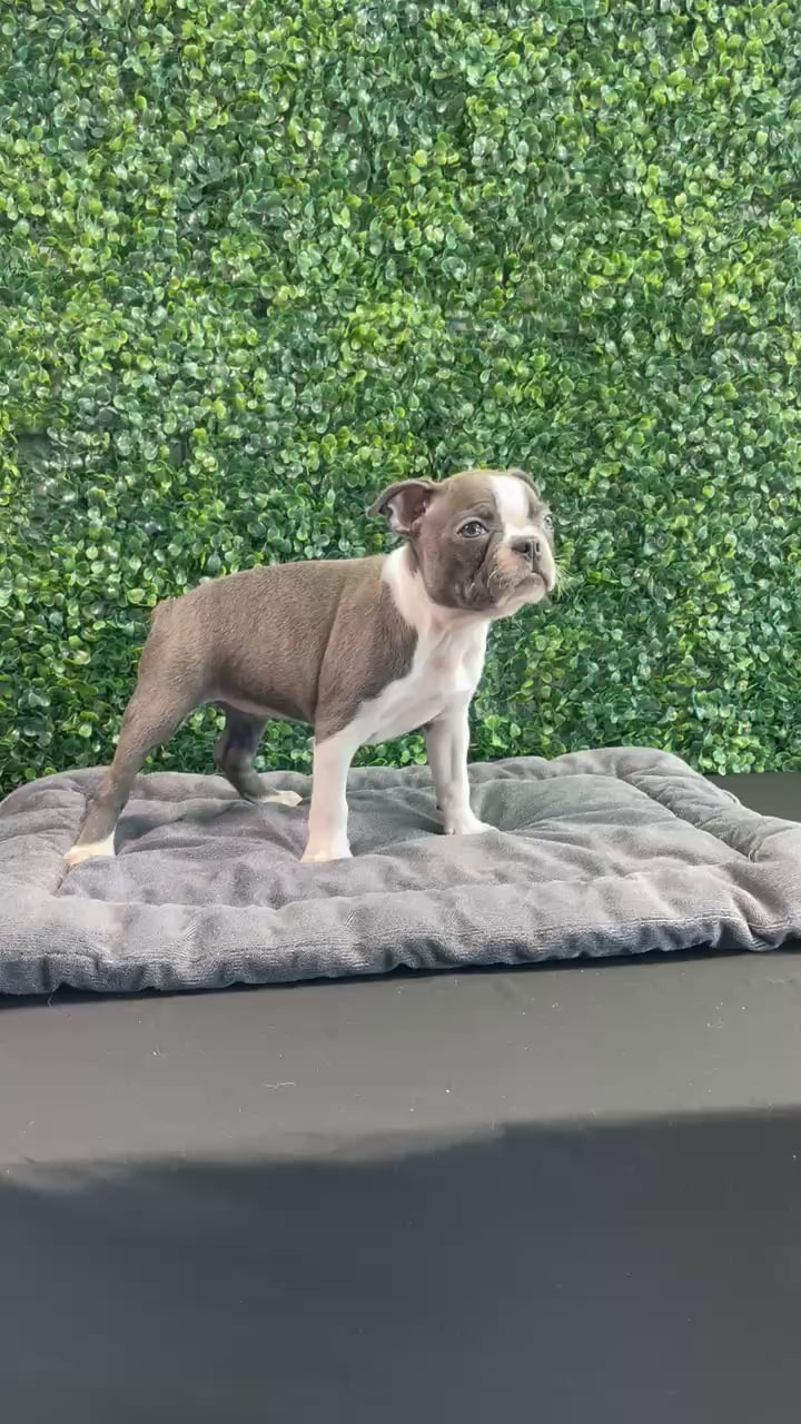 Female Boston Terrier puppy named Tiffany for sale at Puppy Dreams - West Little Rock. video thumbnail