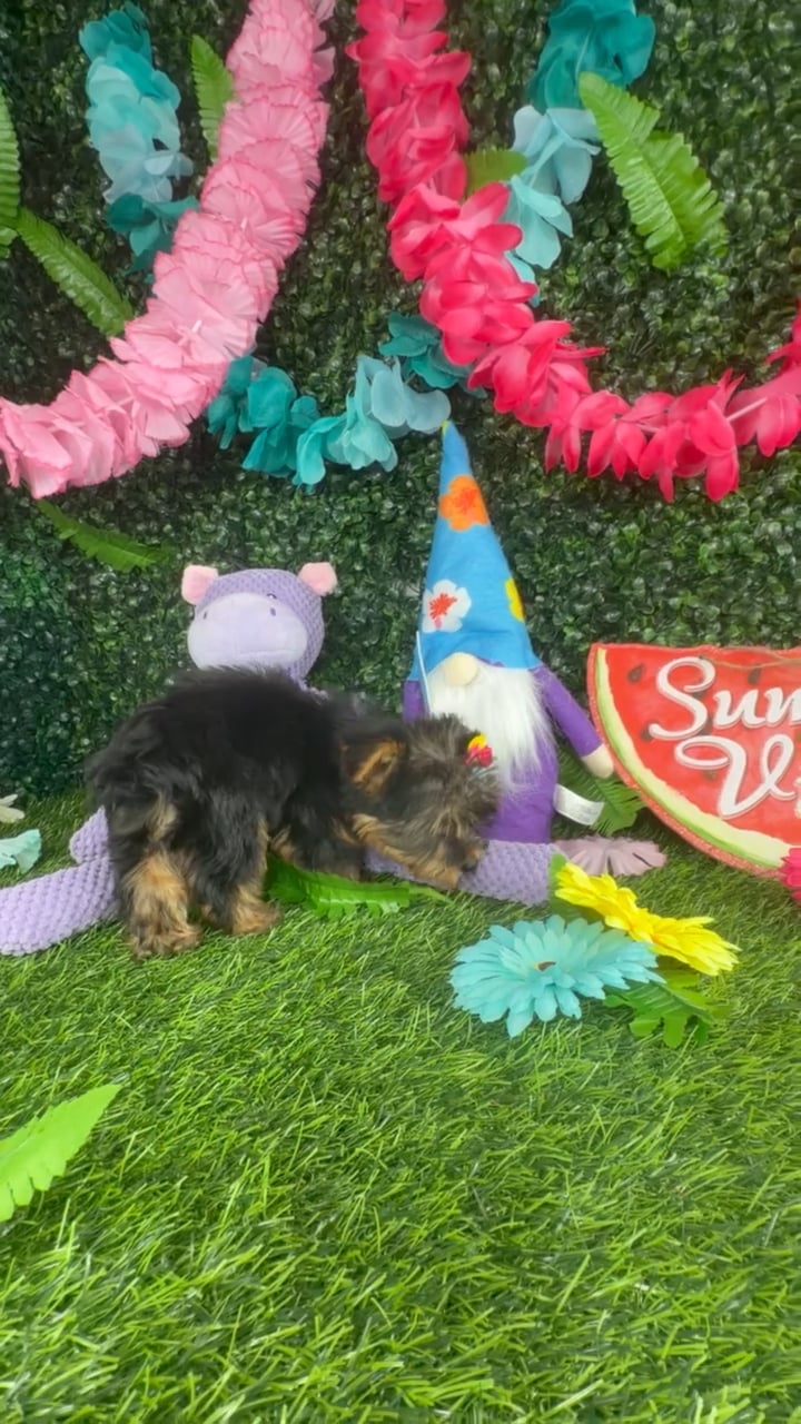 Female Yorkie puppy named Panda for sale at Puppy Dreams - Denton. video thumbnail