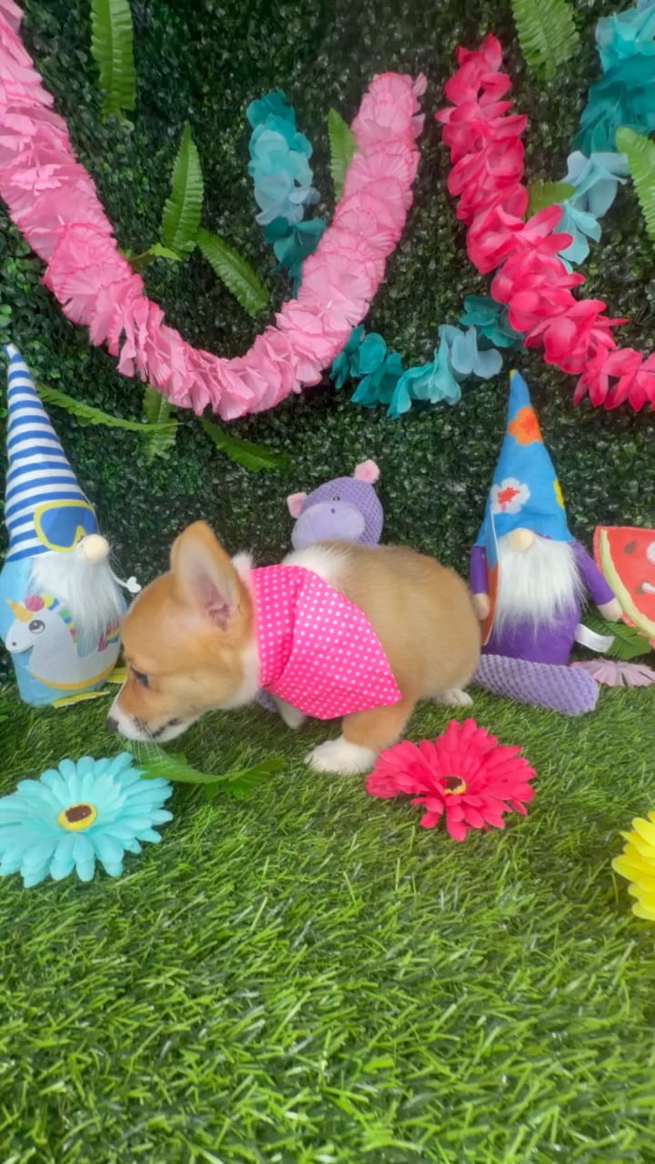 Female Pembroke Welsh Corgi puppy named Weasel for sale at Puppy Dreams - Denton. video thumbnail