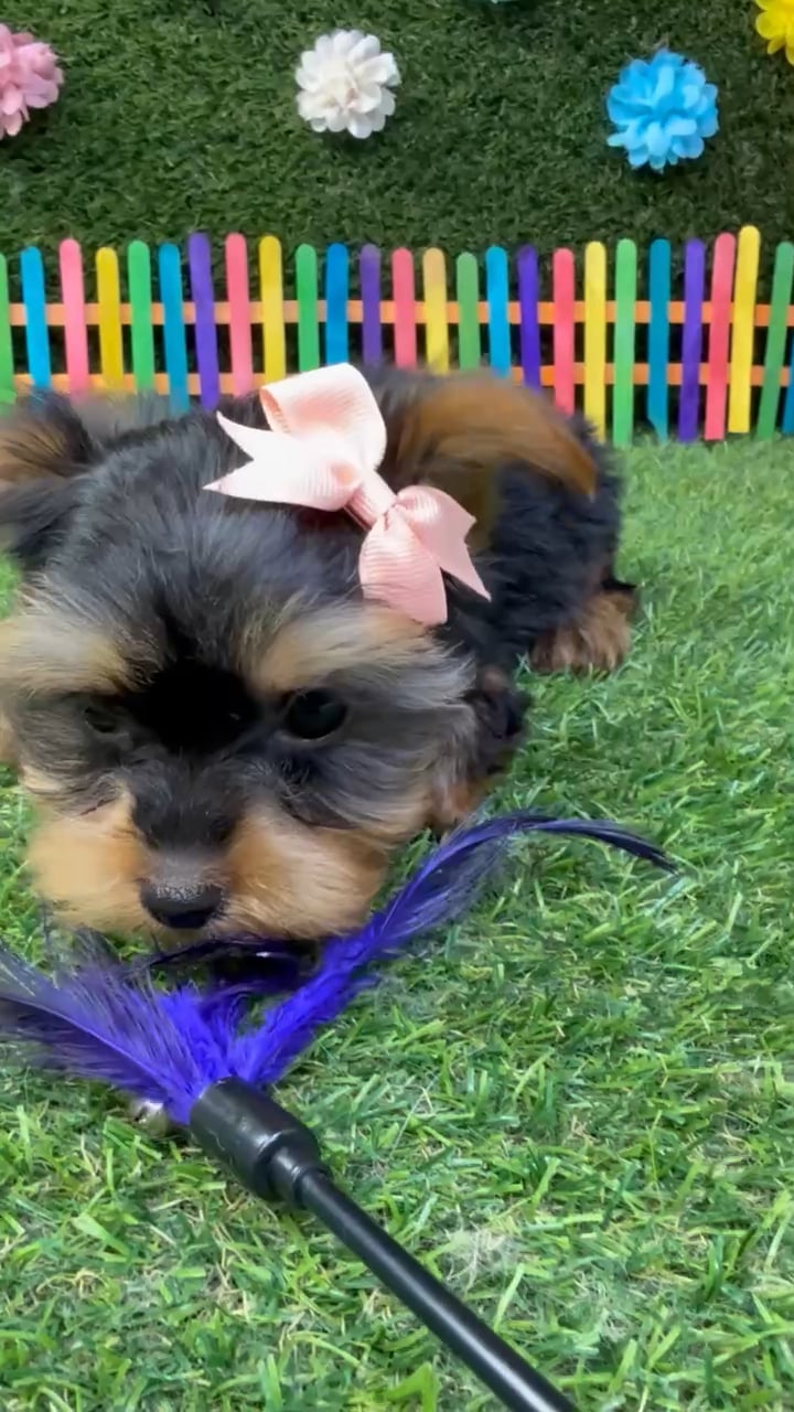 Female Yorkie puppy named Ella for sale at Puppy Dreams - Carrollton. video thumbnail