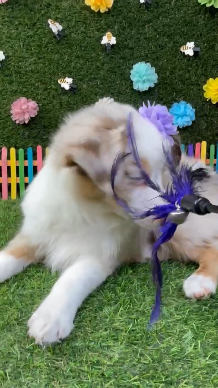 Female Mini Aussie puppy named Sydney for sale at Puppy Dreams - Carrollton. video thumbnail