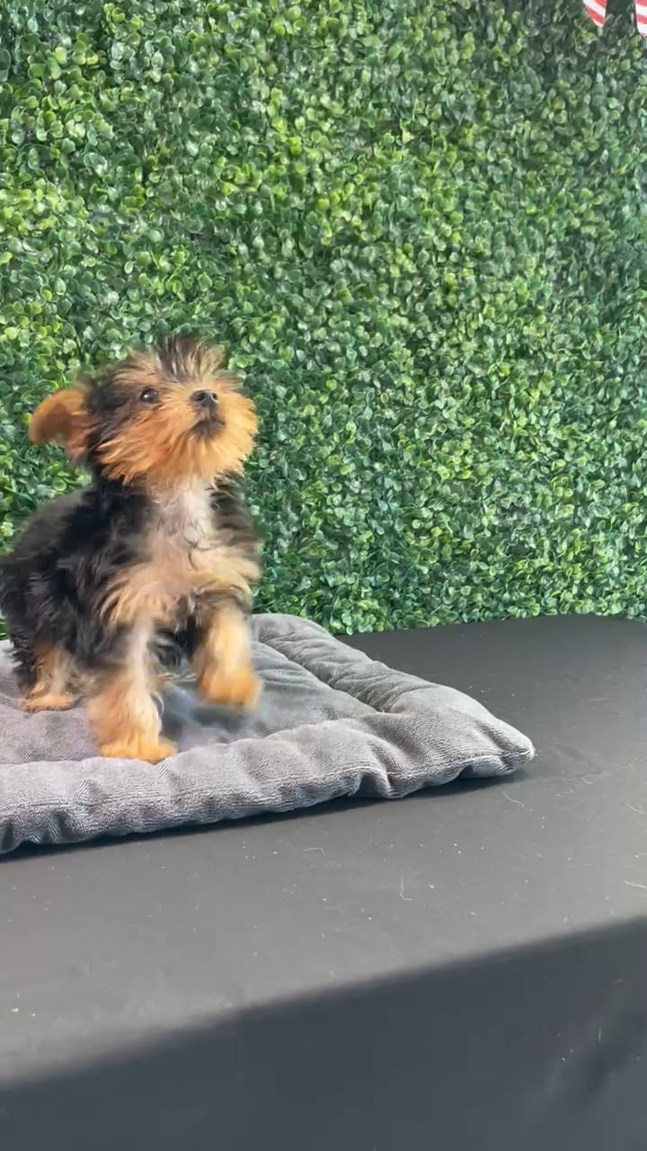 Male Yorkie puppy named Louis for sale at Puppy Dreams - West Little Rock. video thumbnail