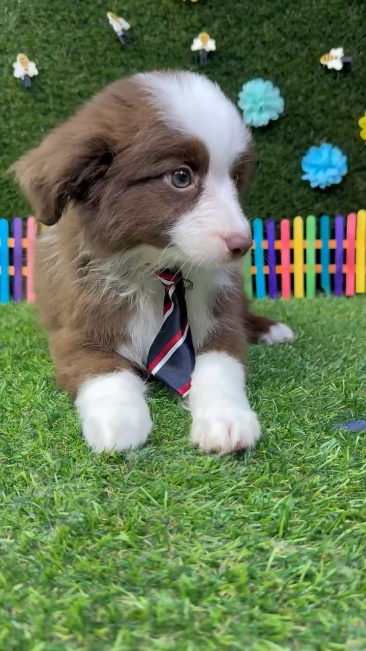 Male Mini Aussie puppy named Max for sale at Puppy Dreams - Carrollton. video thumbnail