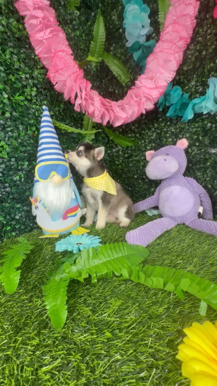 Female Alaskan Klee Kai puppy named Zebra for sale at Puppy Dreams - Denton. video thumbnail