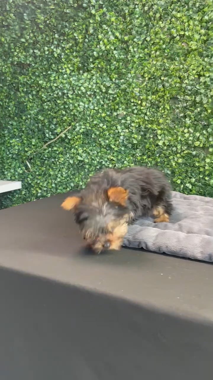 Female Yorkie puppy named Prada for sale at Puppy Dreams - West Little Rock. video thumbnail