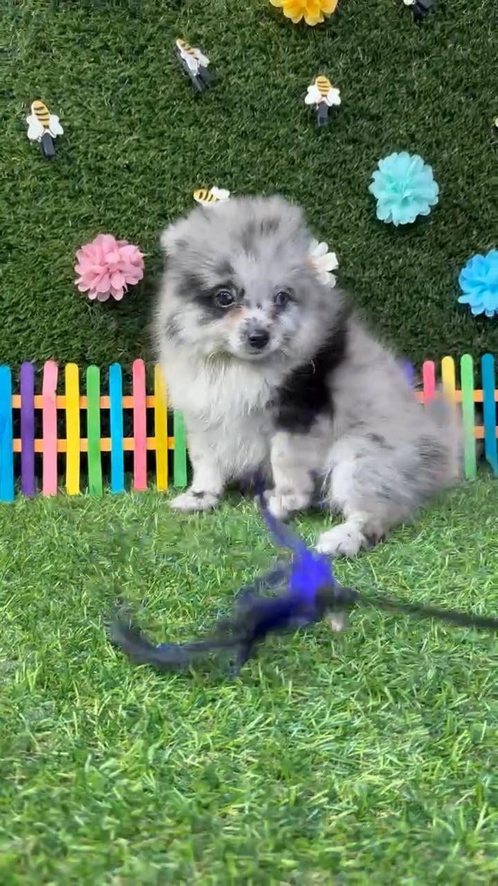 Female Pomeranian puppy named Princess for sale at Puppy Dreams - Carrollton. video thumbnail