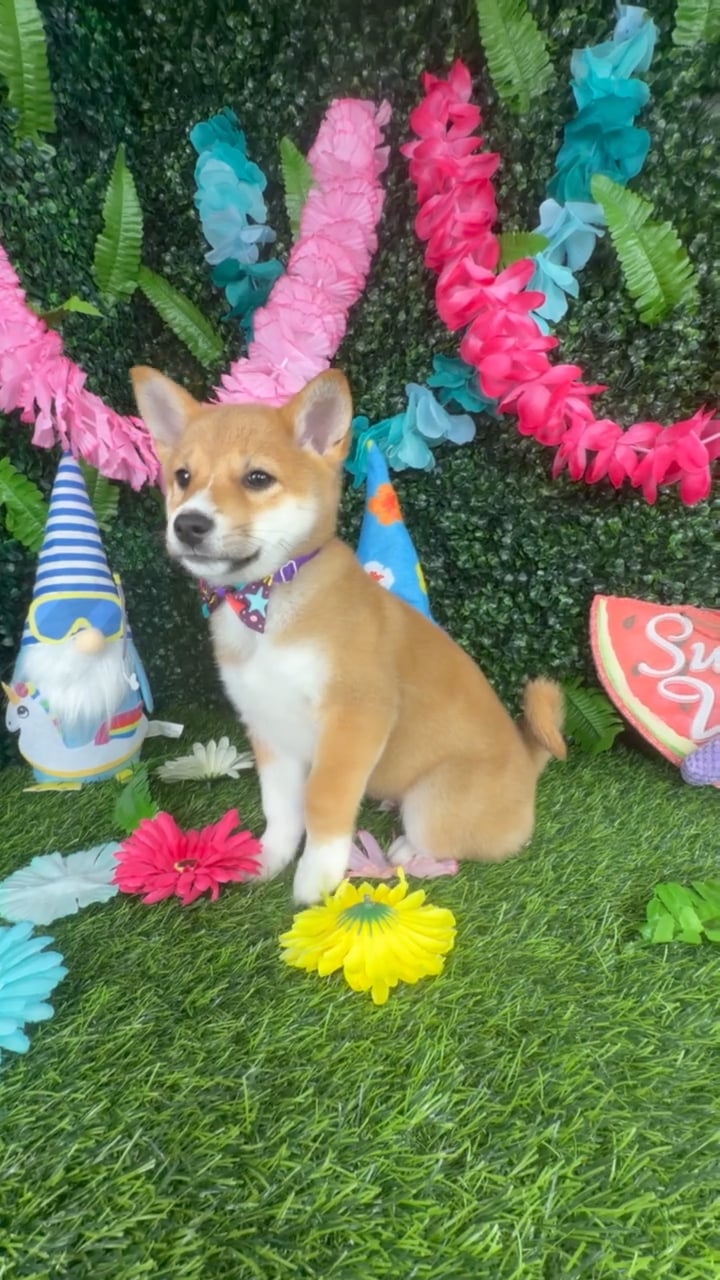 Male Shiba Inu puppy named Meerkat for sale at Puppy Dreams - Denton. video thumbnail