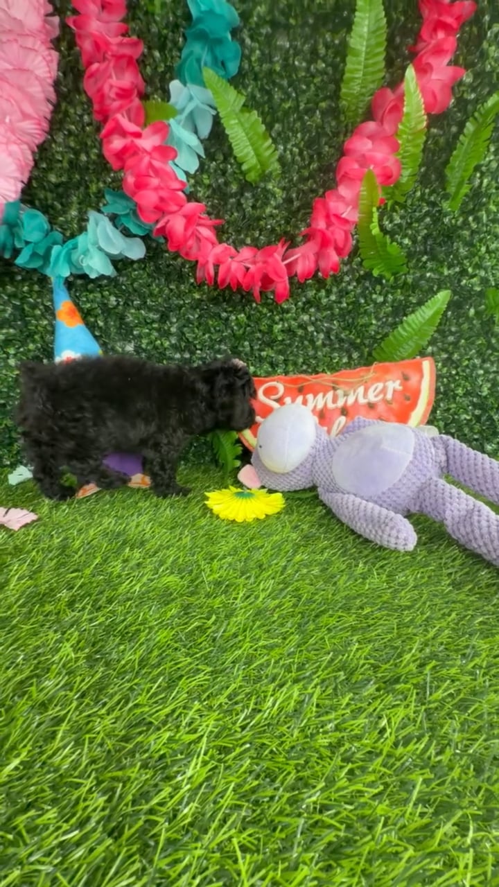 Female Poodle Toy puppy named Starfish for sale at Puppy Dreams - Denton. video thumbnail