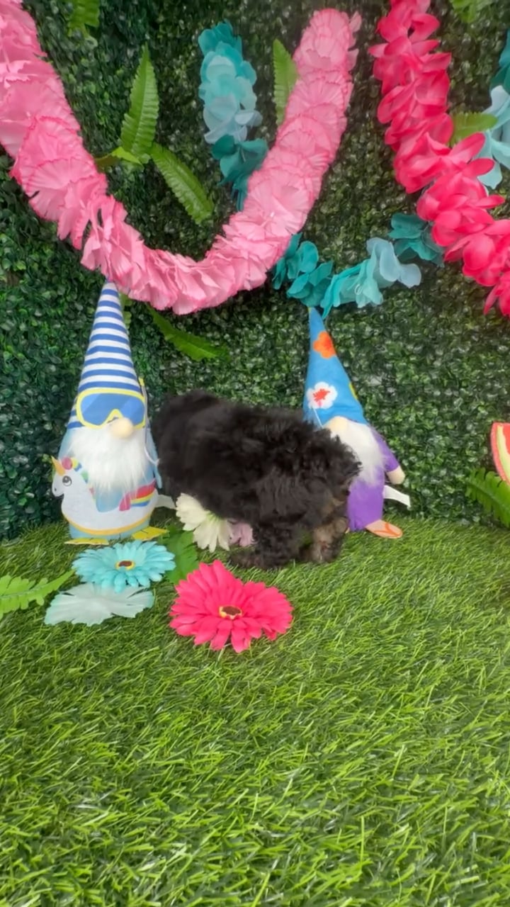 Female Mini Poodle puppy named Koala for sale at Puppy Dreams - Denton. video thumbnail