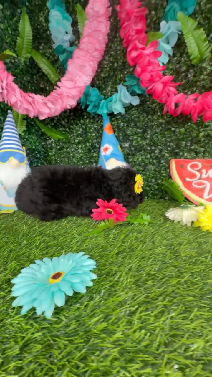 Female Mini Poodle puppy named Squirrel for sale at Puppy Dreams - Denton. video thumbnail