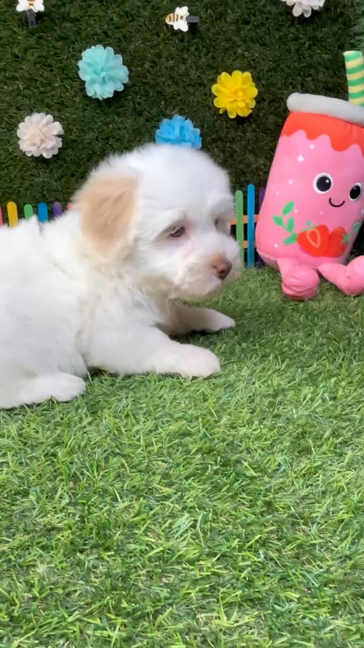 Male Havanese puppy named Teddy for sale at Puppy Dreams - Carrollton. video thumbnail