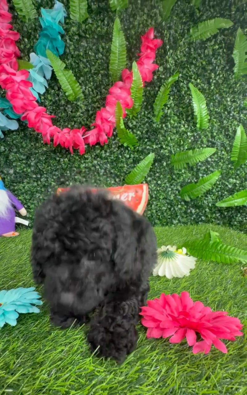 Female Mini Poodle puppy named Squirrel for sale at Puppy Dreams - Denton. video thumbnail