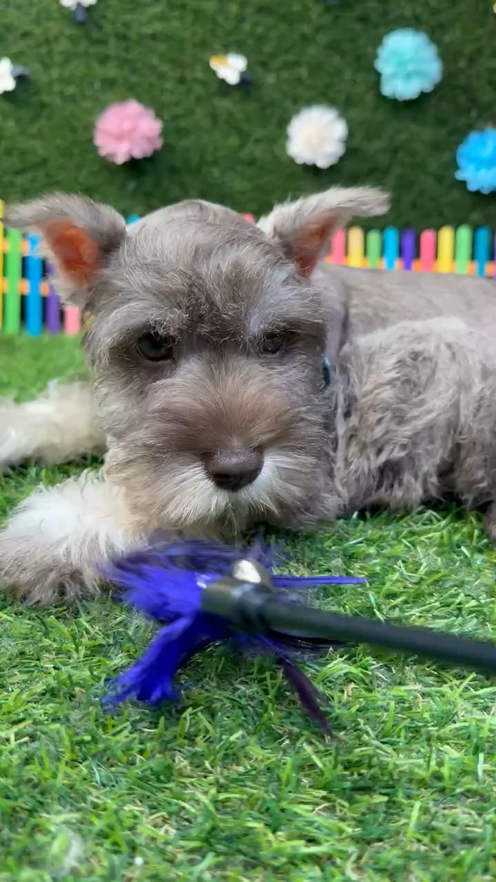 Male Mini Schnauzer puppy named Otto for sale at Puppy Dreams - Carrollton. video thumbnail