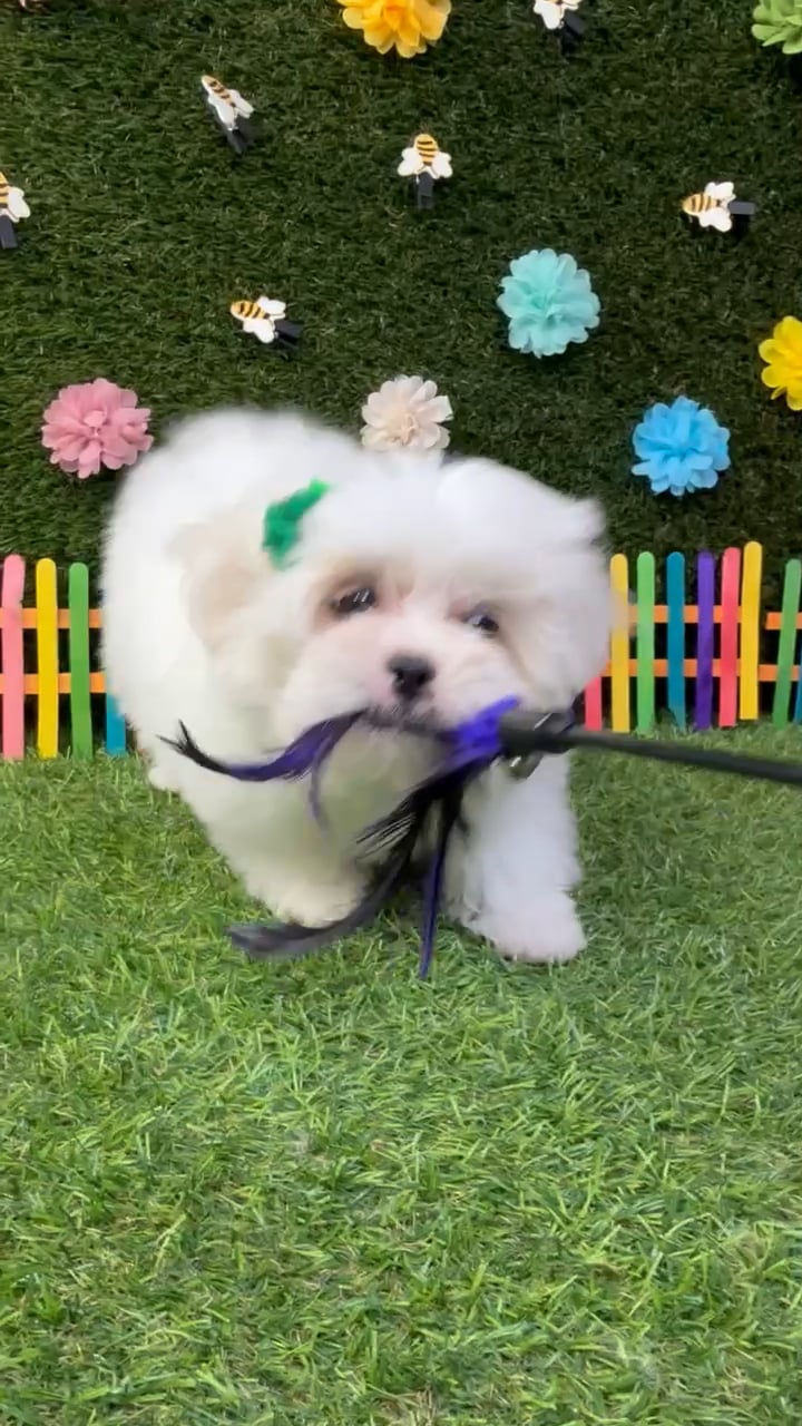 Female Pekingese - Mini Poodle puppy named Rosie for sale at Puppy Dreams - Carrollton. video thumbnail