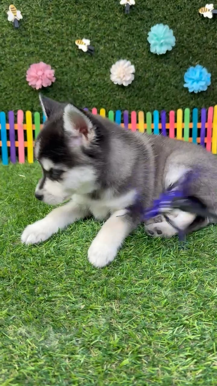 Female Alaskan Klee Kai puppy named Nova for sale at Puppy Dreams - Carrollton. video thumbnail
