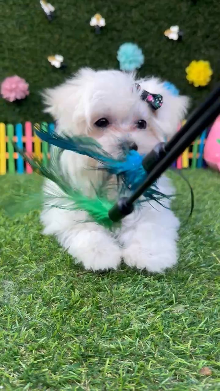 Female Maltese puppy named Bella for sale at Puppy Dreams - Carrollton. video thumbnail
